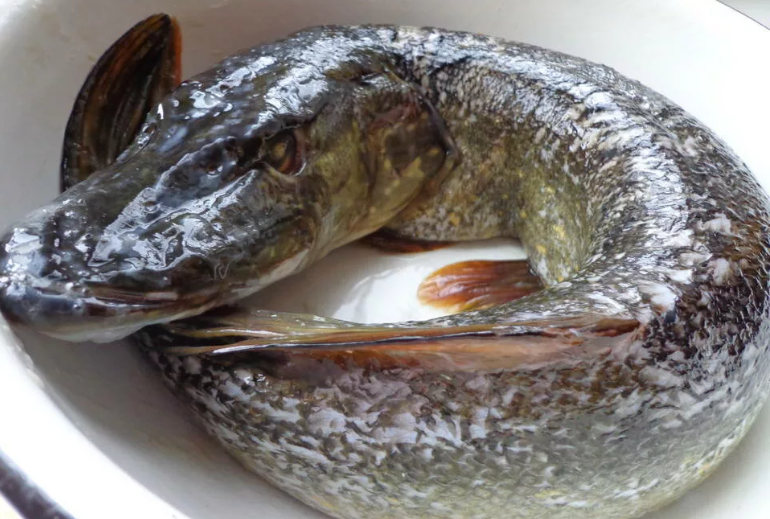 Щука полуфабрикат Щука полуфабрикат